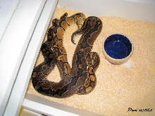 copperball breeding (2009)