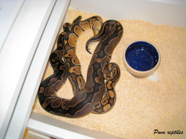 copperball breeding (2009)