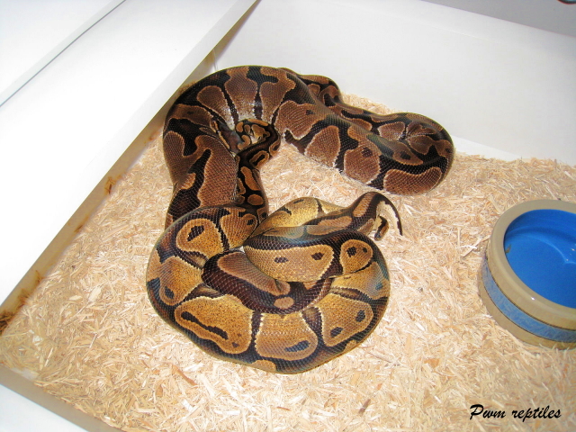 copperball x tiger breeding (2009)
