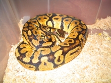 my breeder male (jungle pastel)
