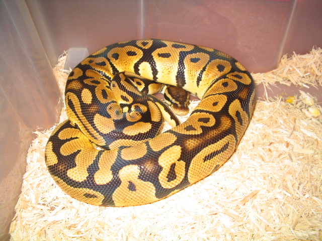 my breeder male (jungle pastel)