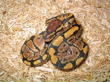 cb 2007 from the wildcatch hypo male