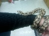 dumerils boa
