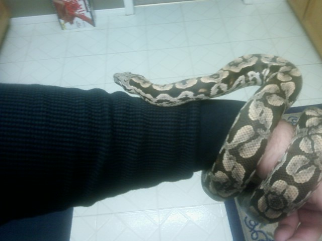 dumerils boa