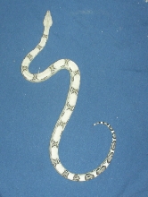Anery boa