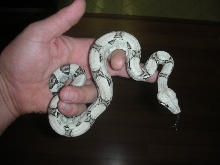 Anery boa