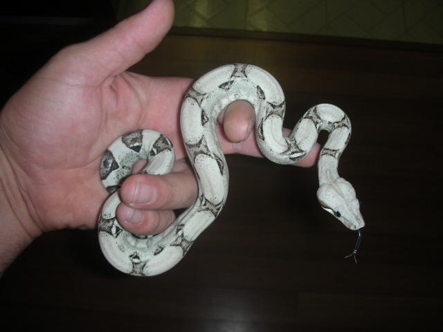 Anery boa
