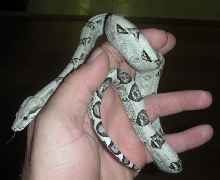 Anery boa