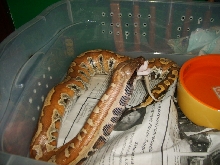 male blood feeding#2