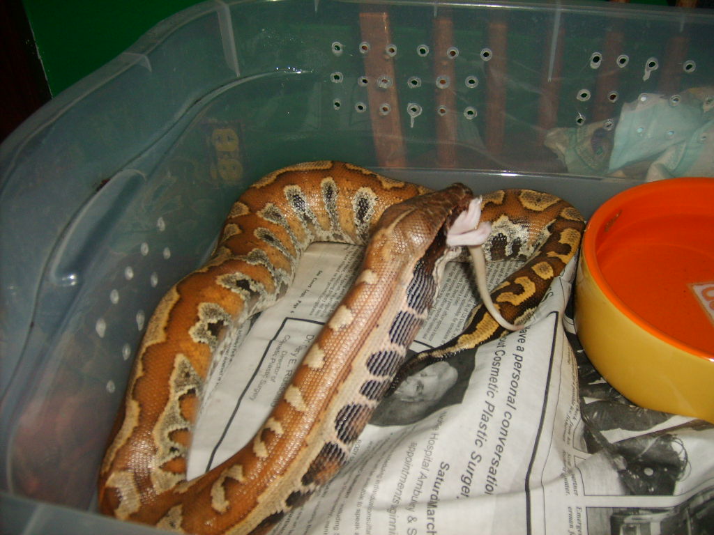 male blood feeding#2