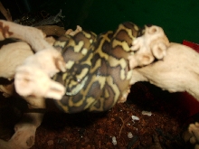 female irian jaya #1