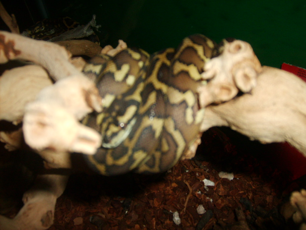 female irian jaya #1