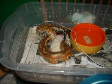feeding time
