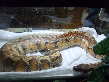 female blood