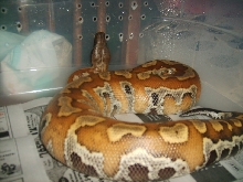 male blood
