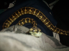 female#2