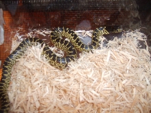 desert king(female)