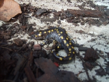 spotted salamander