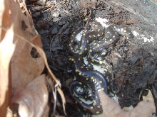 spotted salamanders