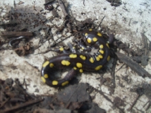 more spotted salamanders
