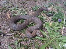 northern water snake