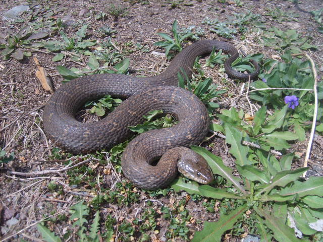 northern water snake