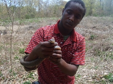 sandboa413/northern watersnake