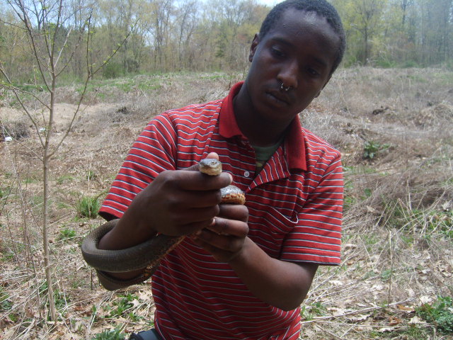 sandboa413/northern watersnake