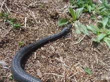 another black ratsnake