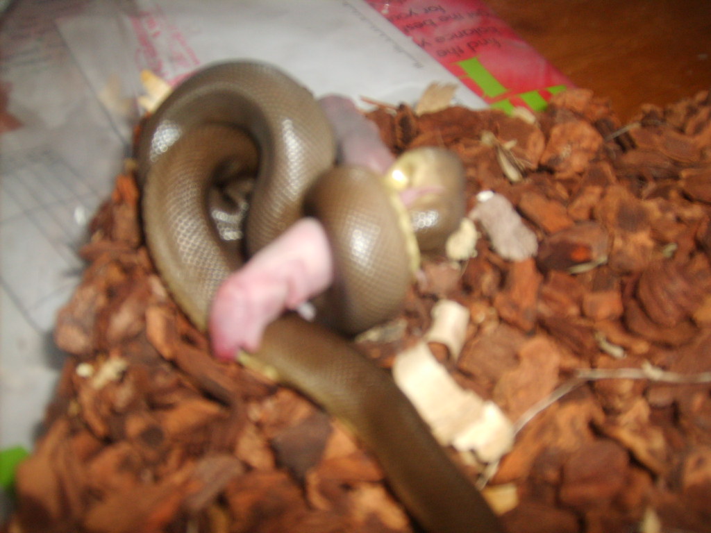 rubber boa feeding