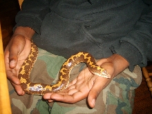 female kenyan sand boa