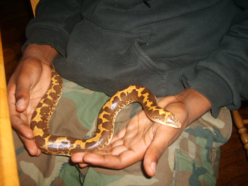female kenyan sand boa