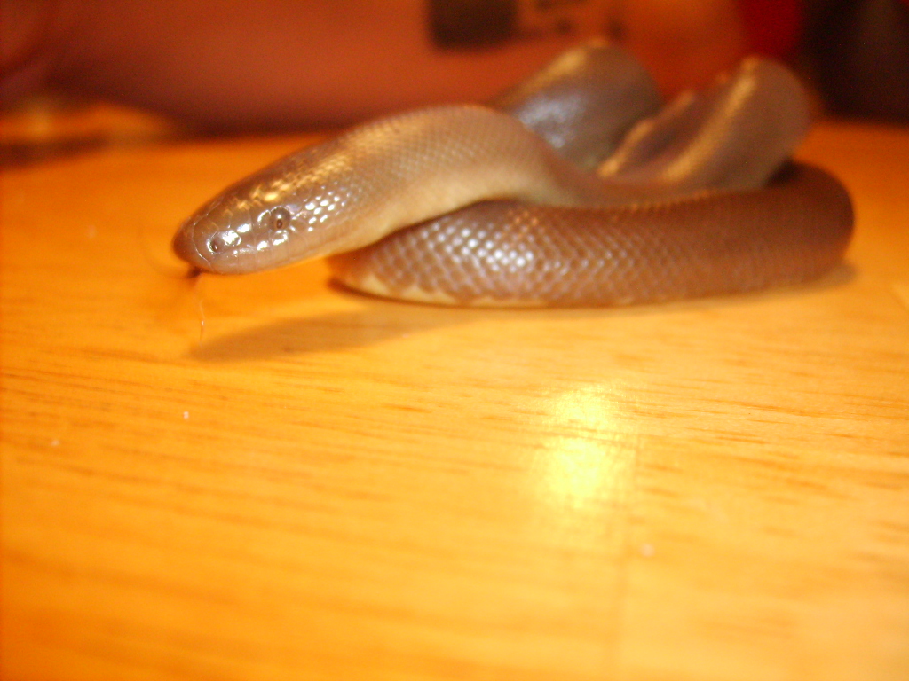 male rubber boa