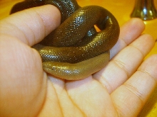rubber boa
