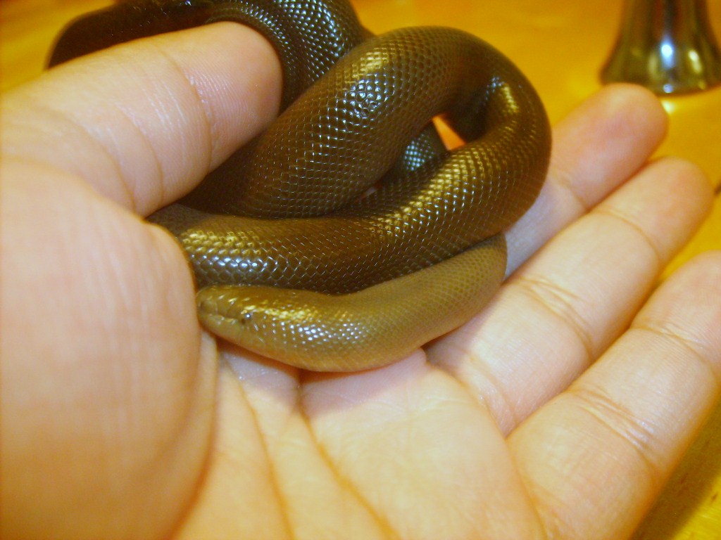 rubber boa