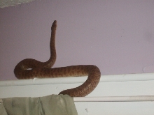 male childrens python