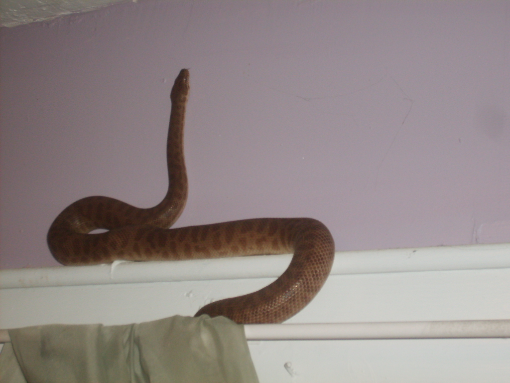 male childrens python