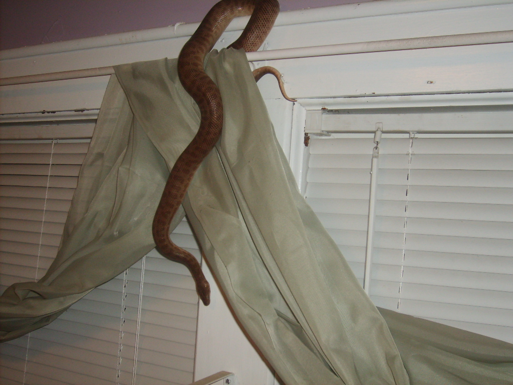 male childrens python