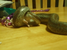 death by constriction