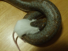 coastal rosy boa feeding