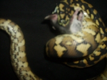 female irian jaya