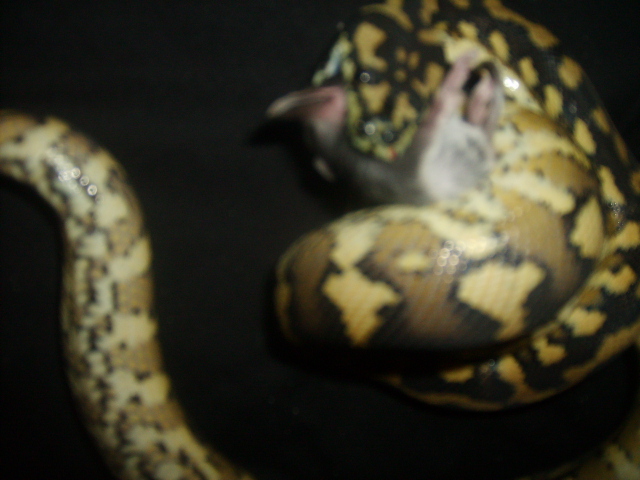 female irian jaya