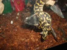 male irian jaya