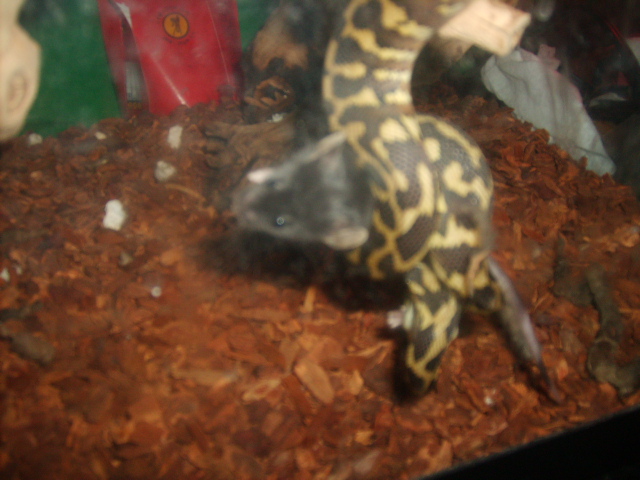 male irian jaya