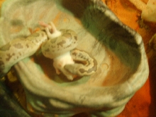 e.conicus