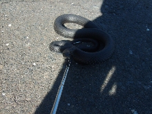 black racer