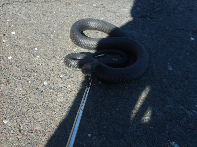 black racer