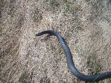second black racer of the day