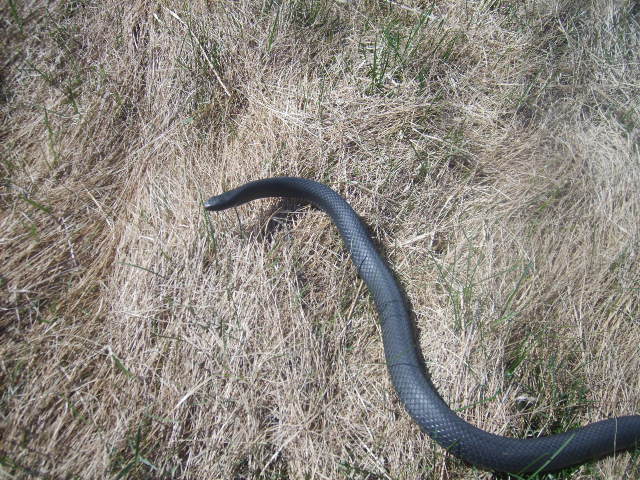 second black racer of the day