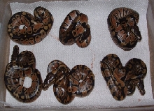 hatched 02/08/03
